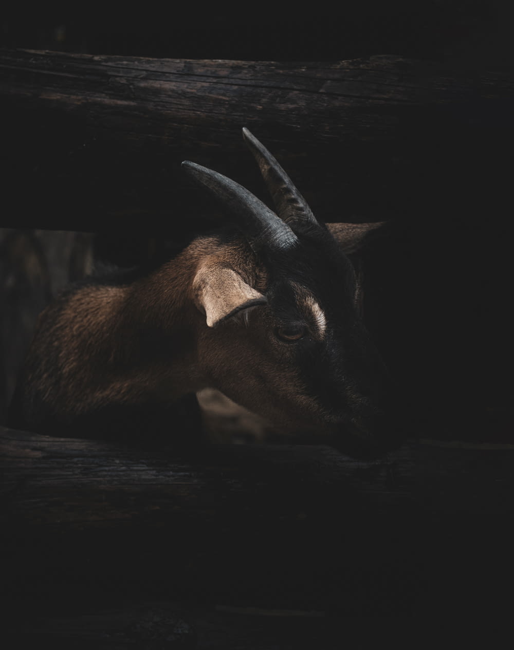 a moose in a dark room