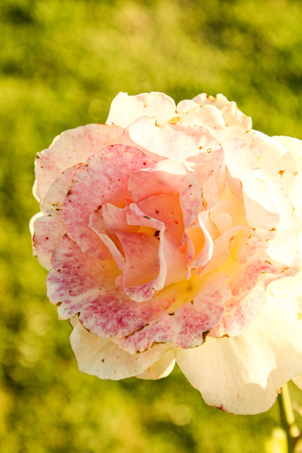 a close up of a pink rose