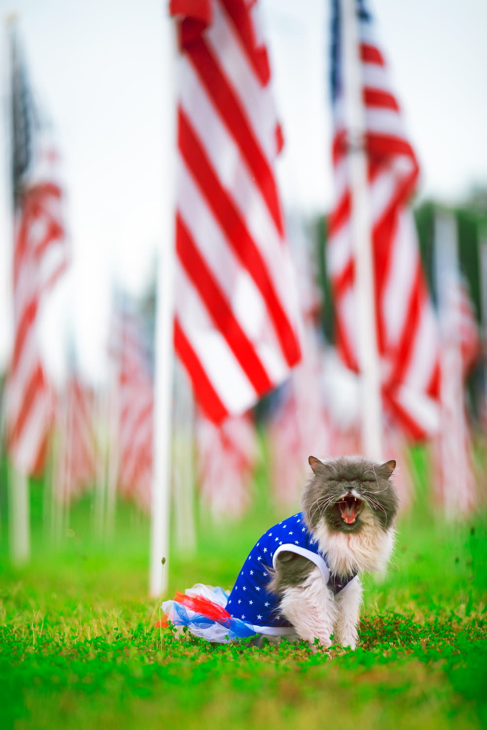 Un gatto davanti a una bandiera