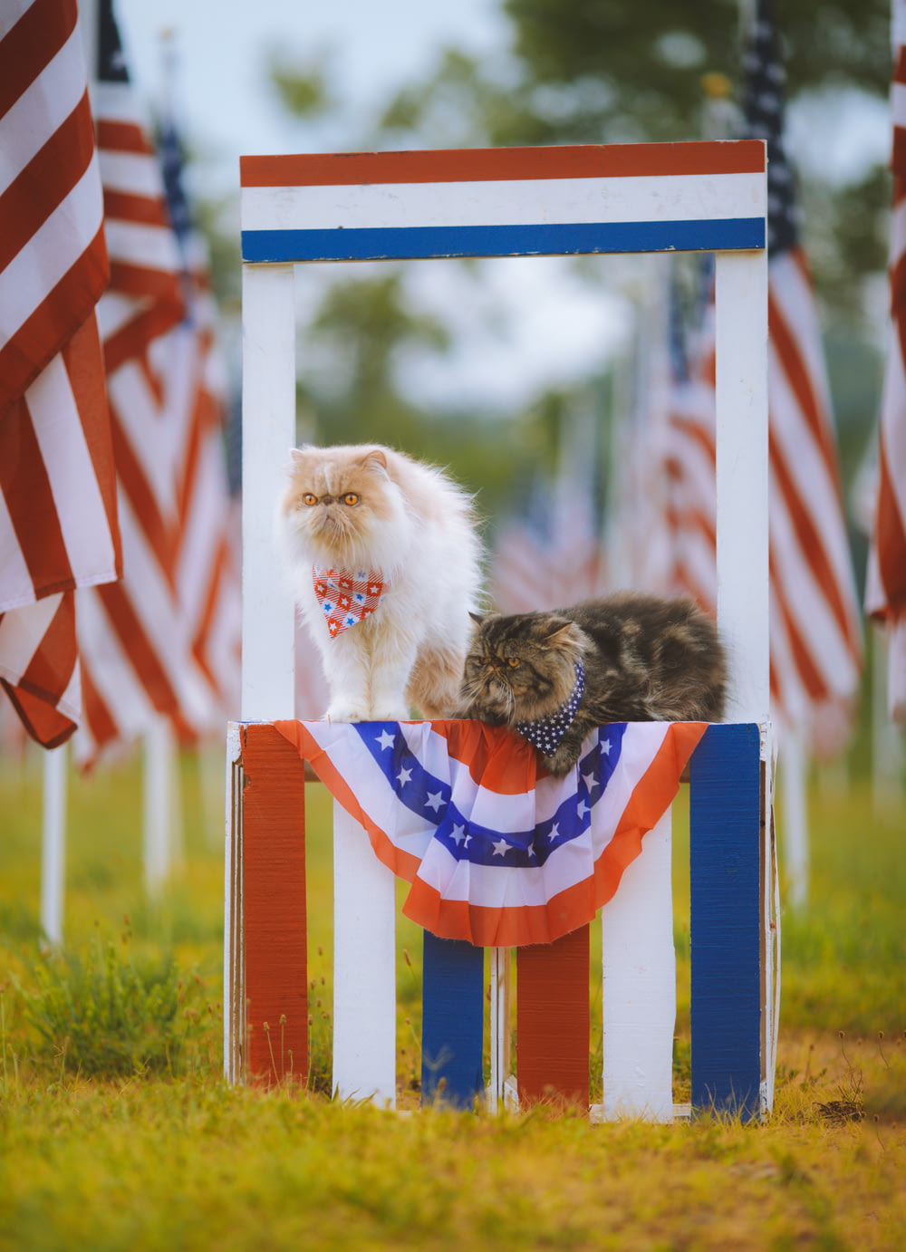 um gato sentado em um poste de bandeira