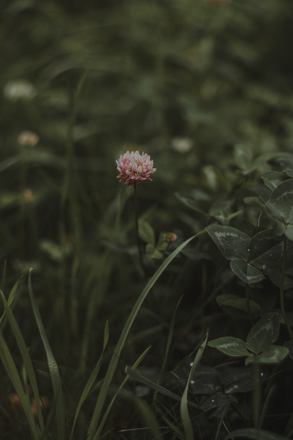 a flower in a field