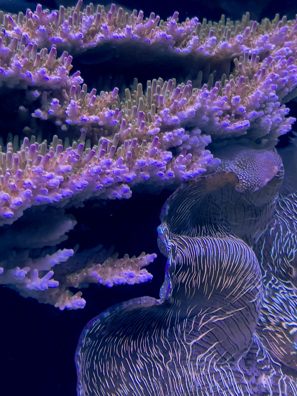 a close-up of some coral