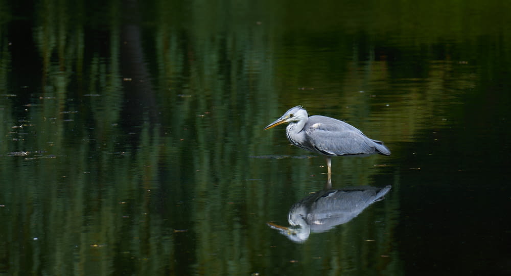 Un uccello su una piccola isola nell'acqua