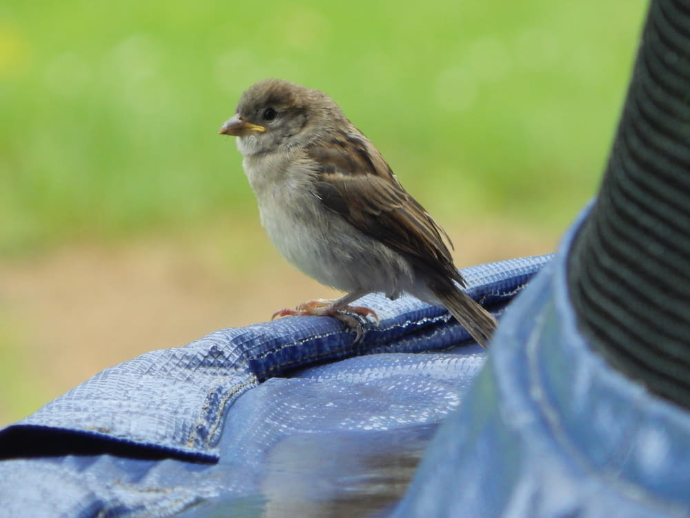 a small bird perched on a blue object