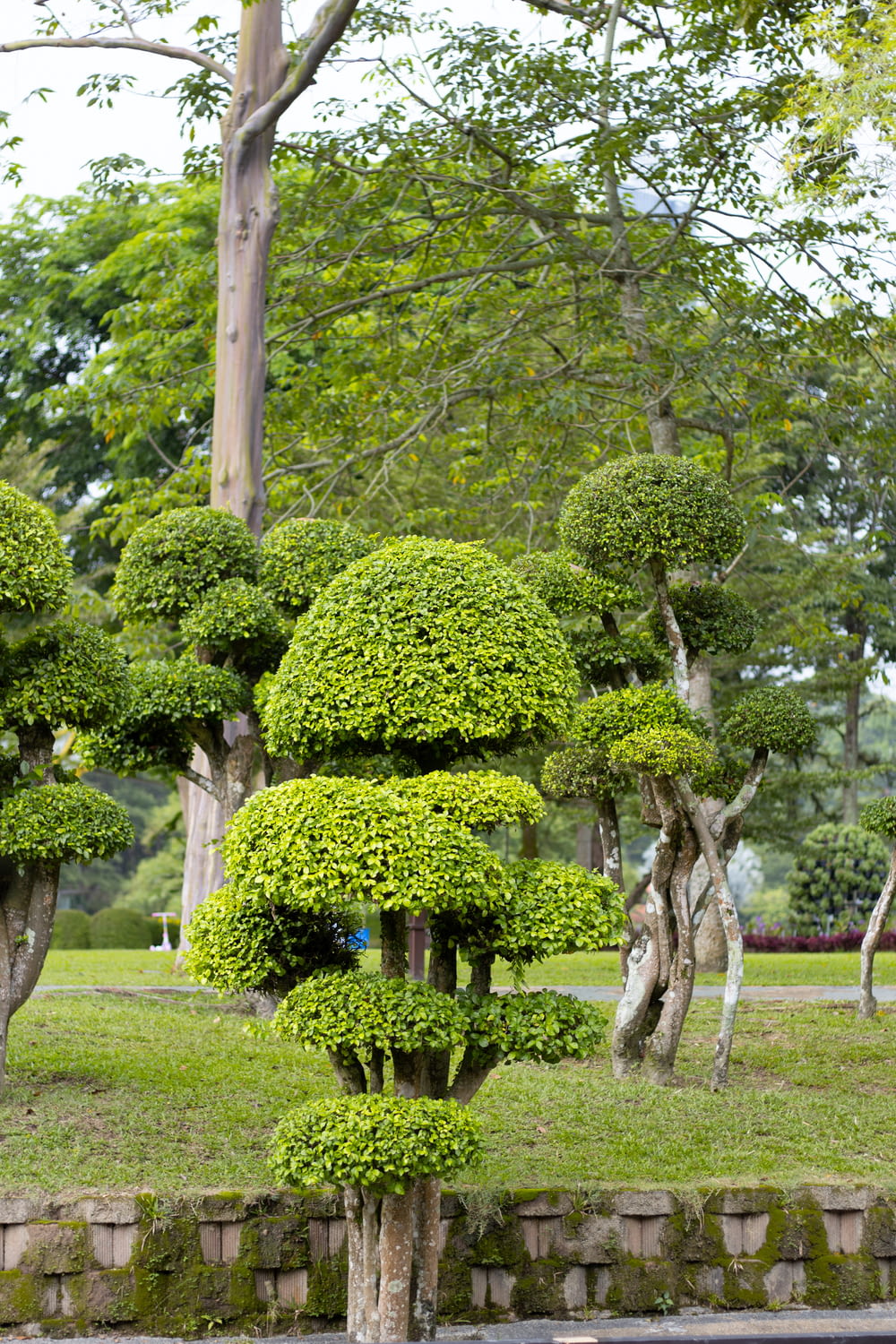 un giardino con alberi e cespugli