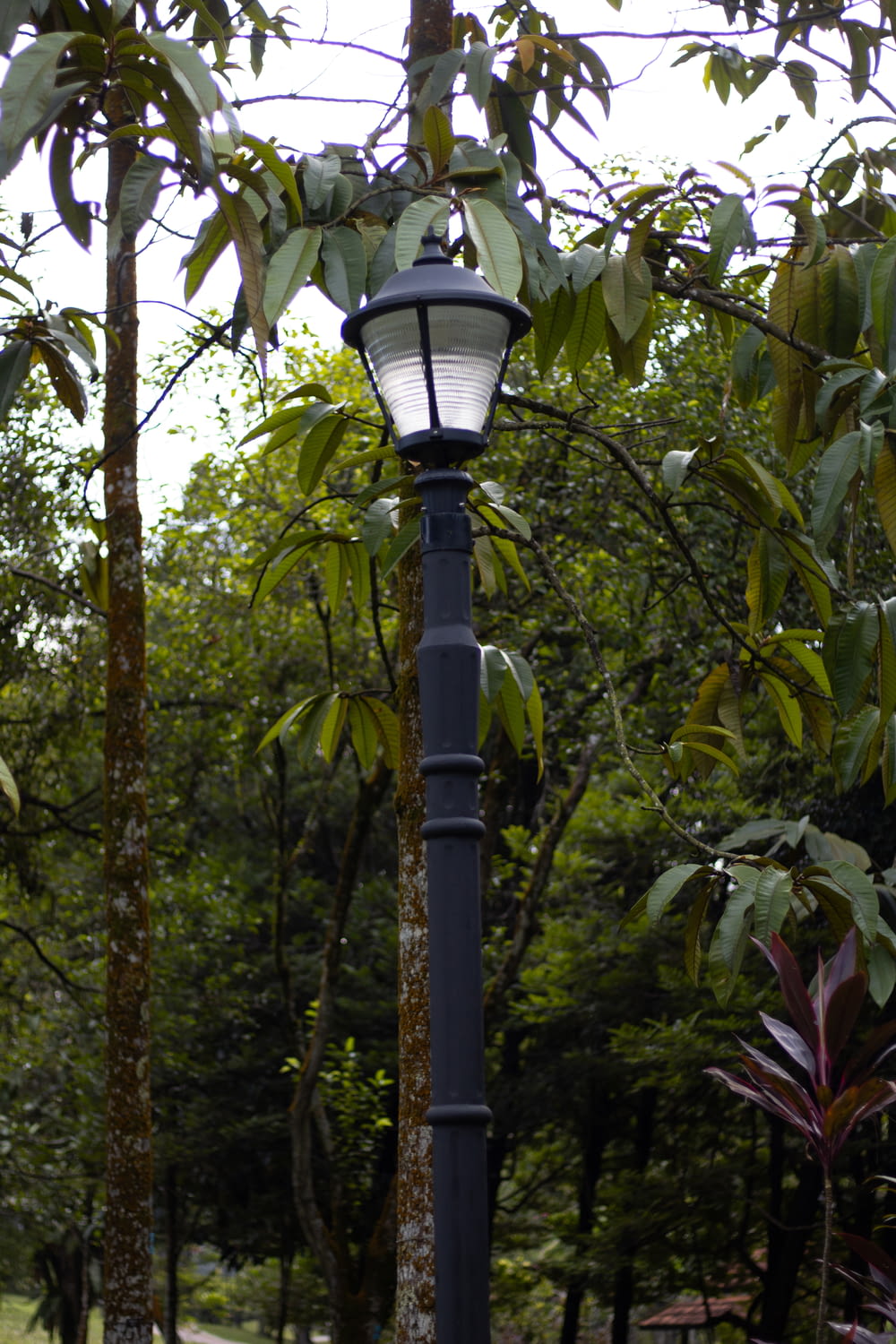 Un lampione in una zona tropicale