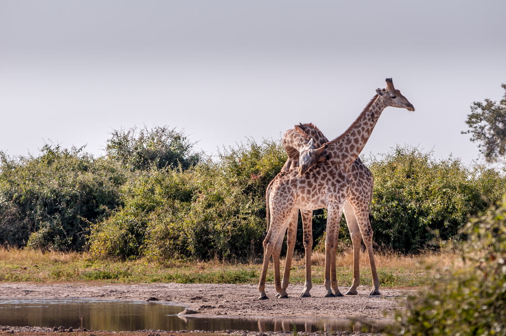 giraffes standing near water