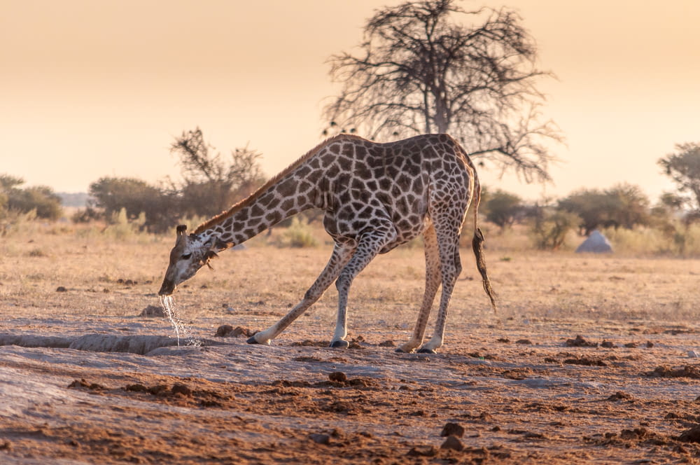 a giraffe drinking water