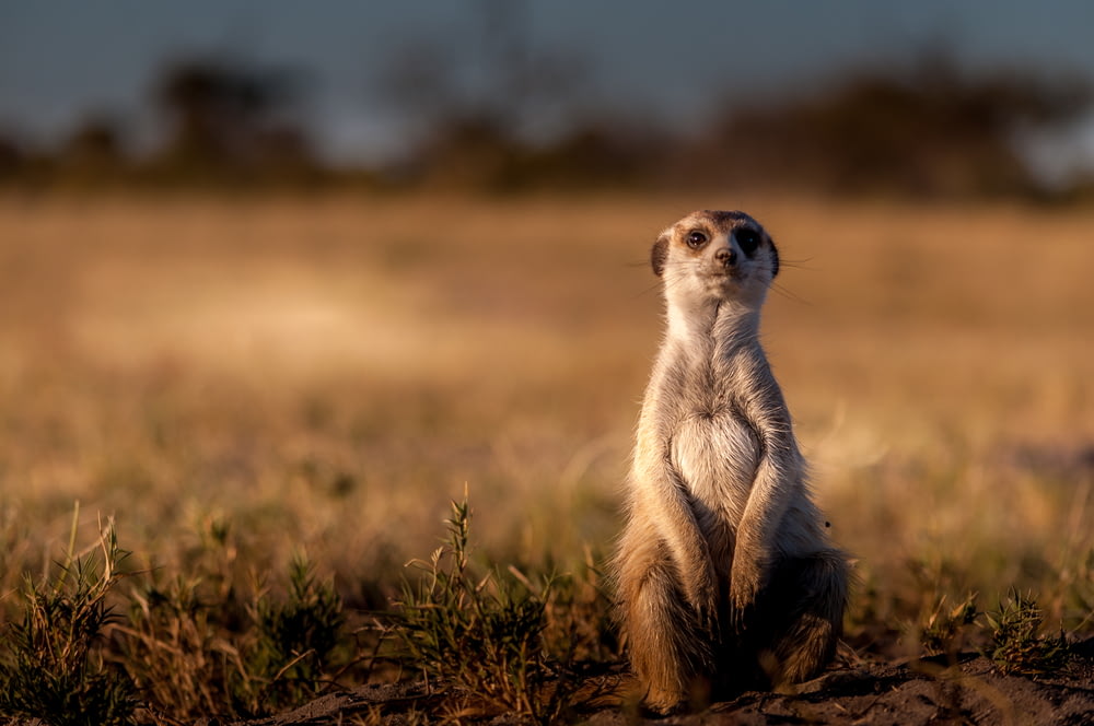 a meerkat standing on its hind legs in a field