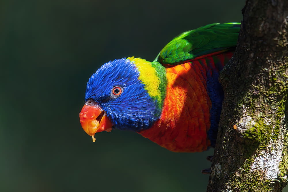 un uccello colorato su un albero