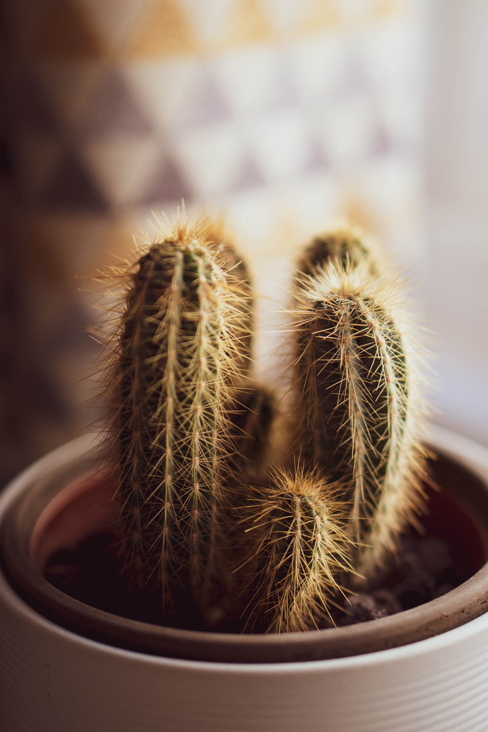 a cactus in a pot