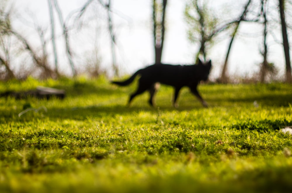 a black wolf walking in a field