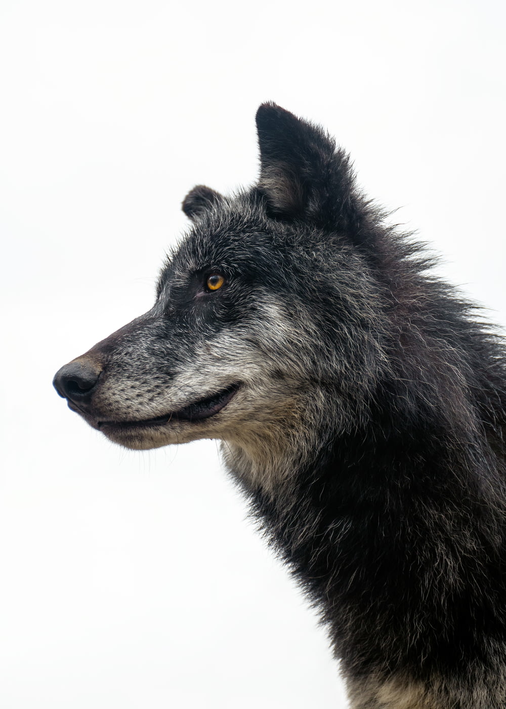 a black wolf with yellow eyes
