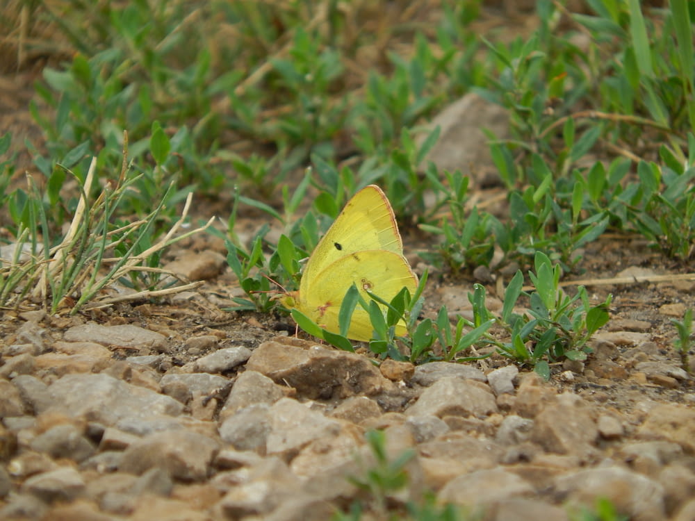 a yellow butterfly on a rock
