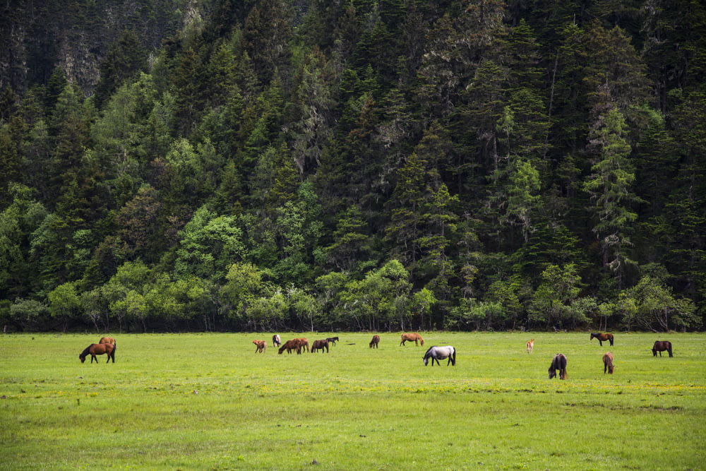 a group of horses graze in a field