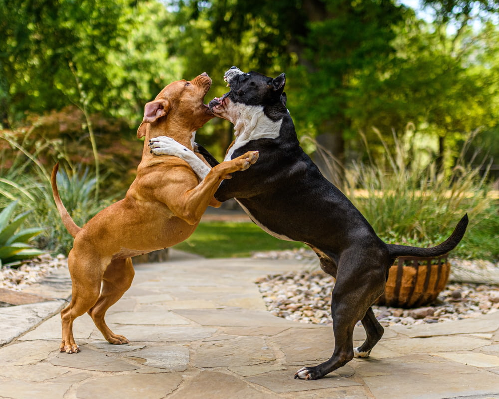 バスケットと戦う2匹の犬