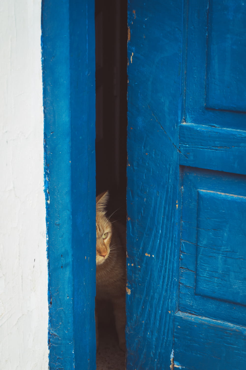 a cat looking through a blue door