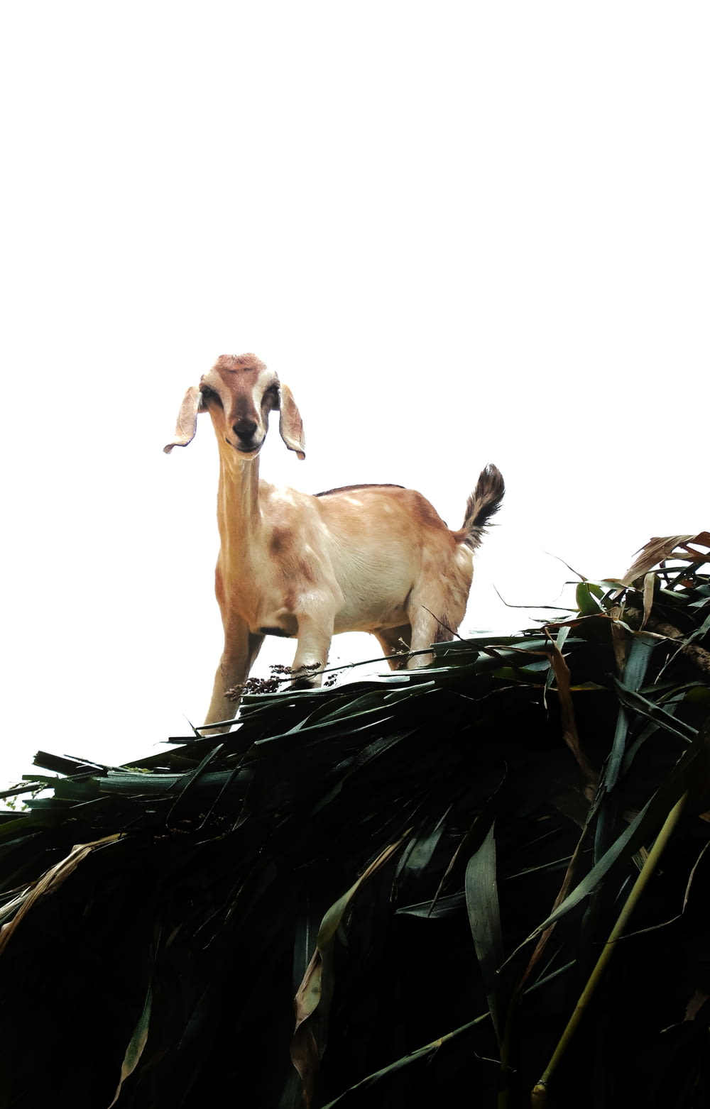 a goat standing on a tree branch