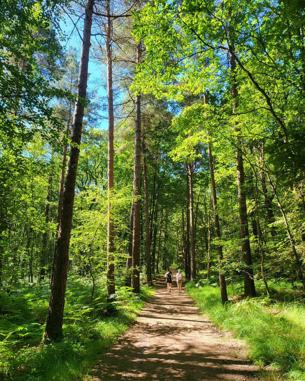 a couple people walking on a dirt path through a forest