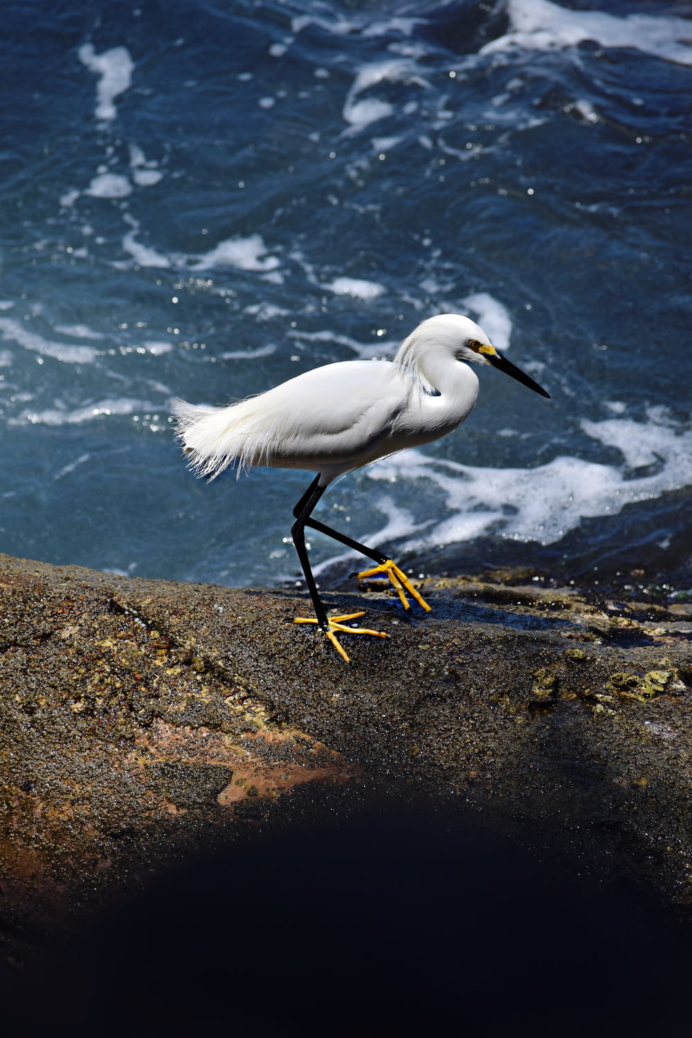 a white bird on a rock