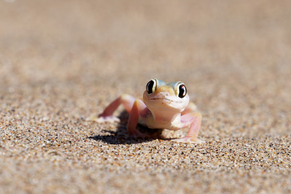 a small frog on the ground