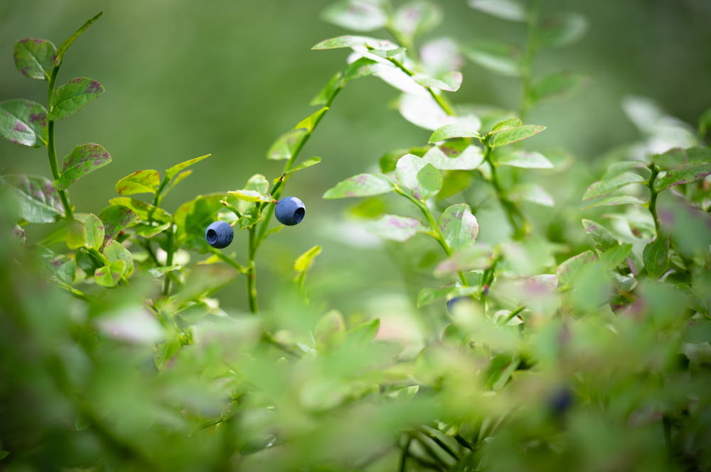 a blue berry on a plant