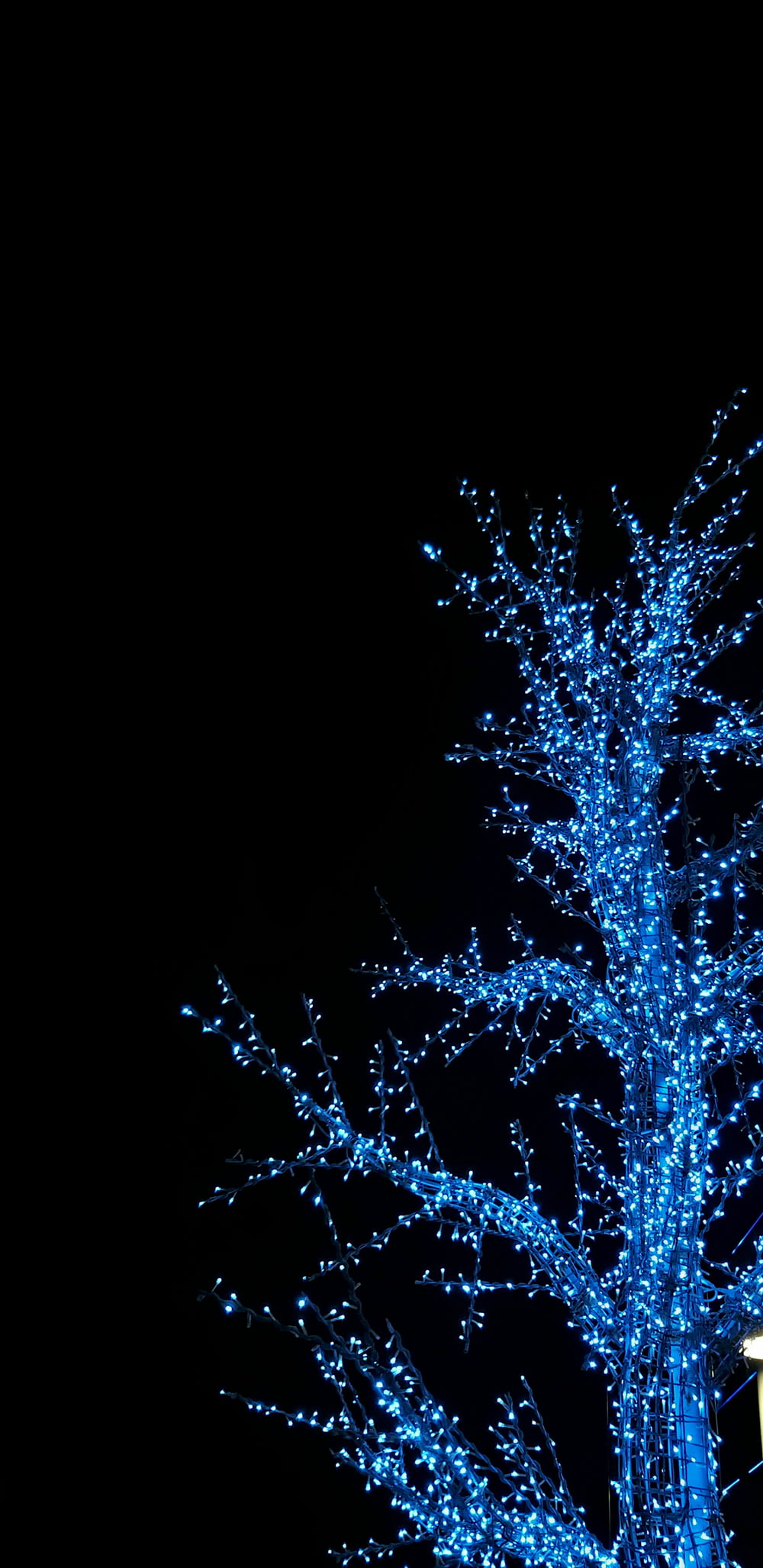 a group of trees with blue lights