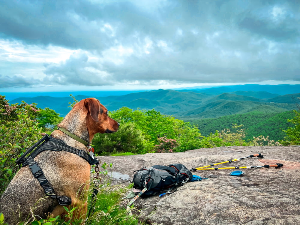 a dog sitting on a rock looking out over a valley with trees and mountains