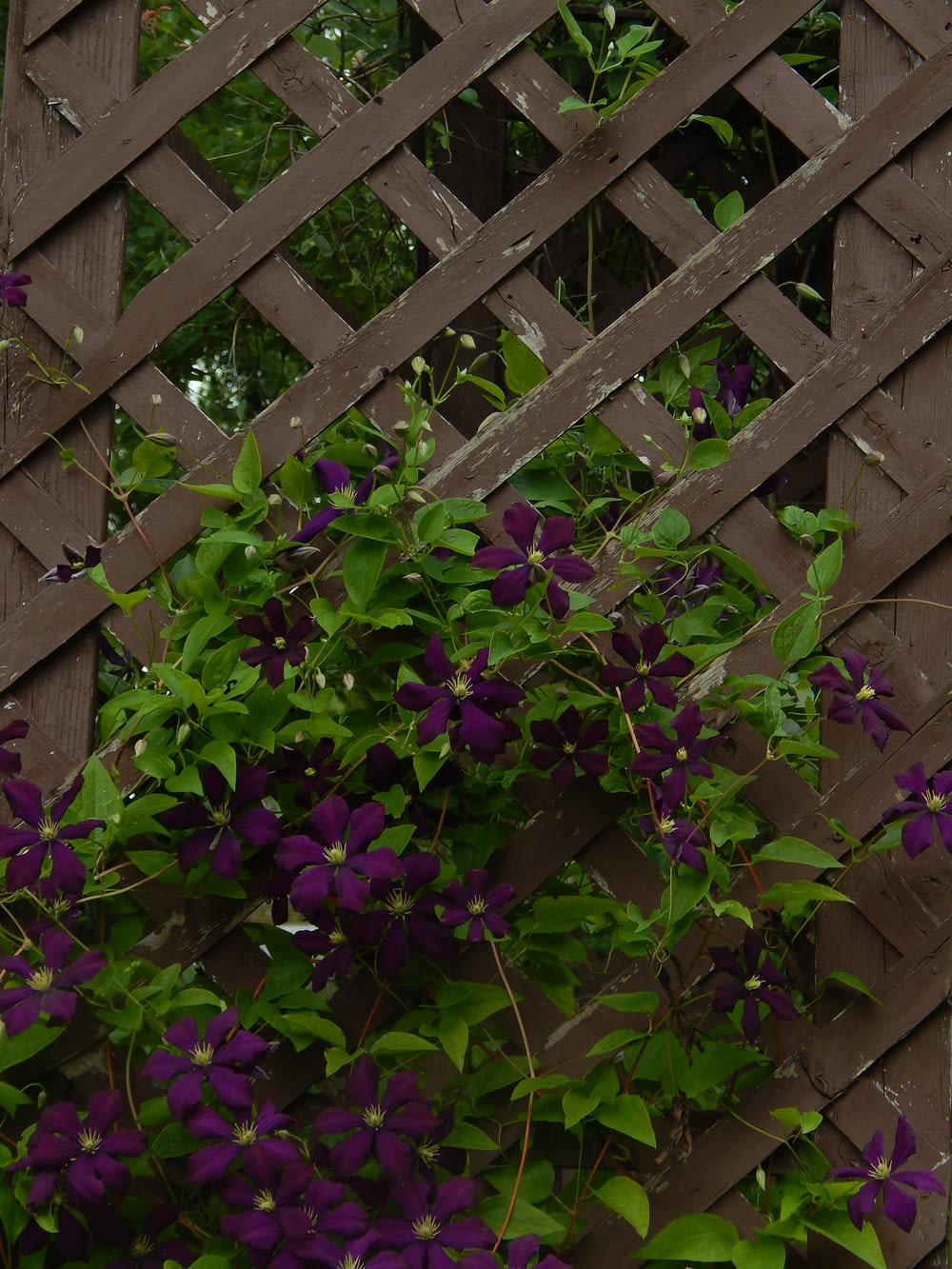 purple flowers on a wooden fence