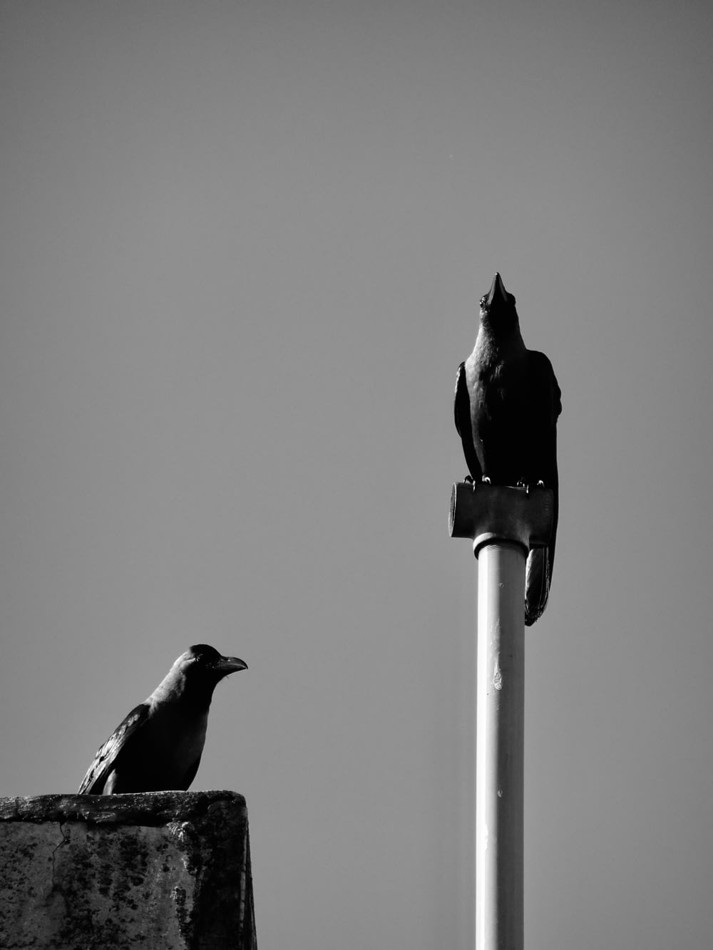 a couple of birds on a pole