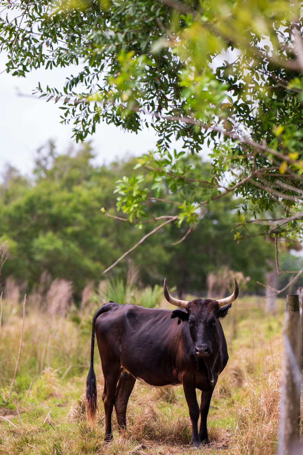a cow standing under a tree