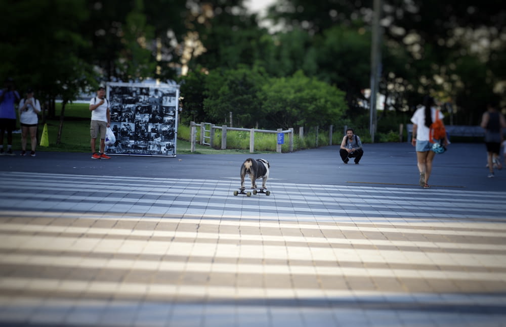 a dog on a skateboard