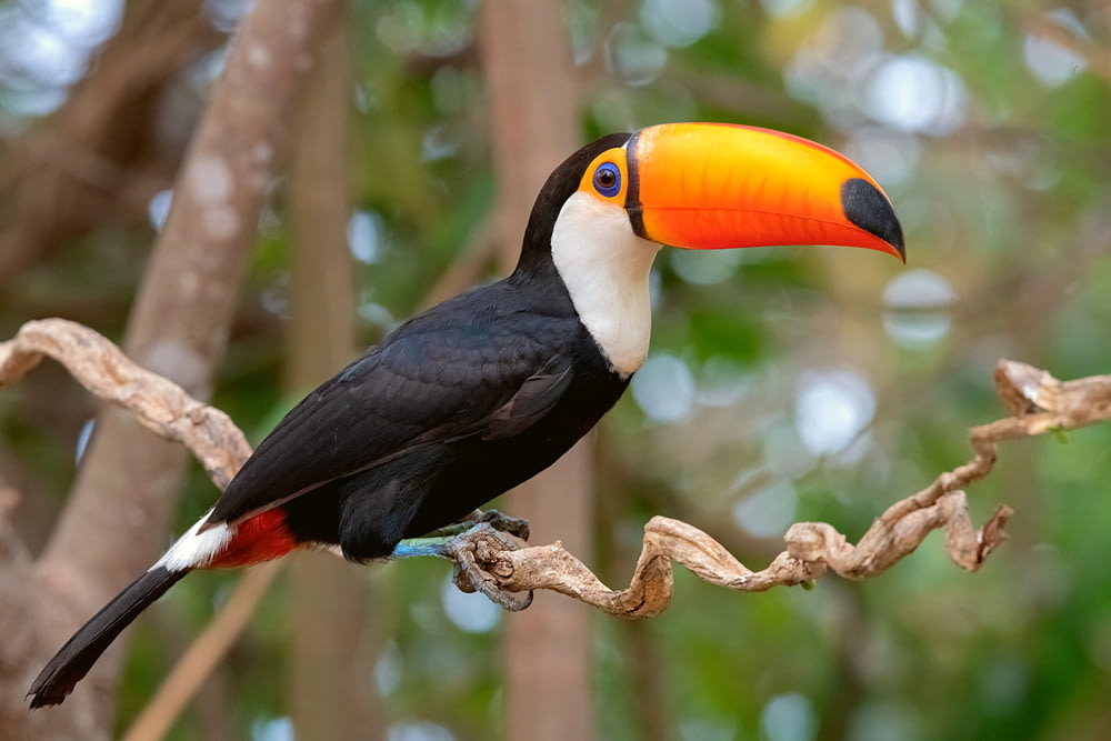 a bird with an orange beak