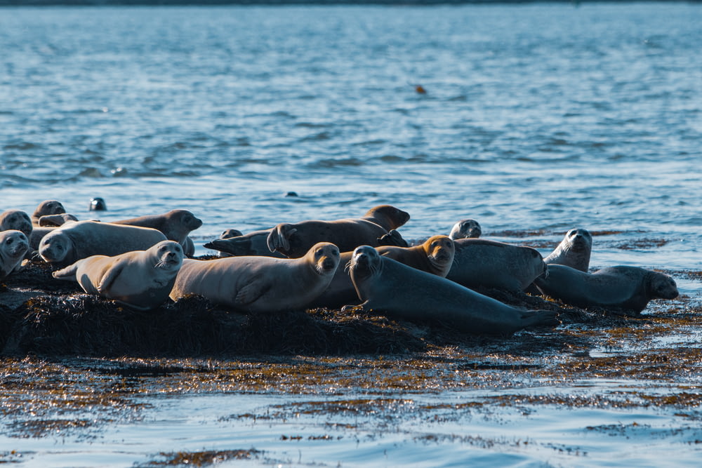 a group of seals lying on a rock in the water