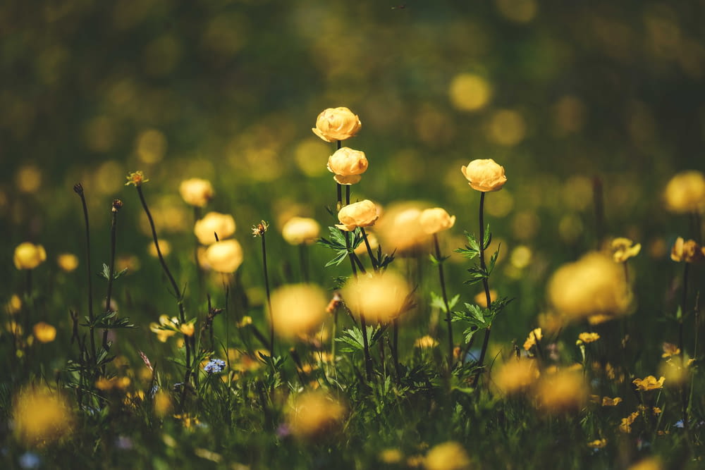 un champ de fleurs jaunes