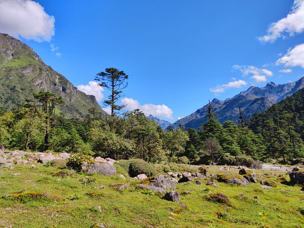 a grassy area with trees and mountains in the background