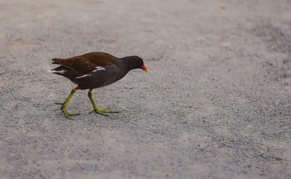 a bird walking on the ground