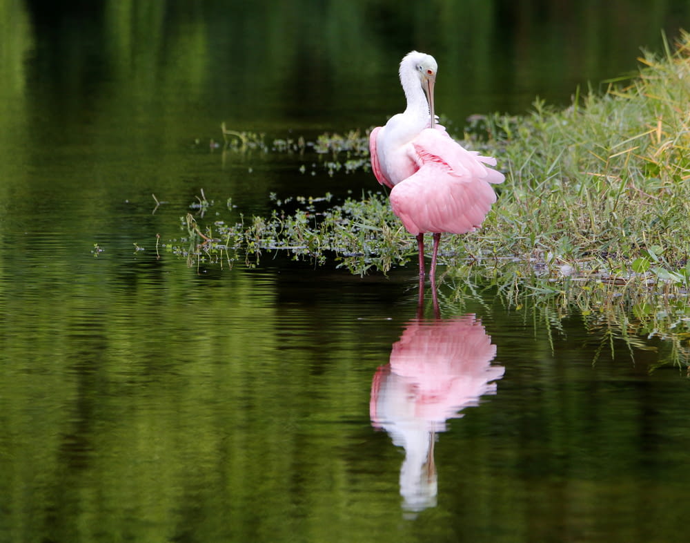 a flamingo standing in water