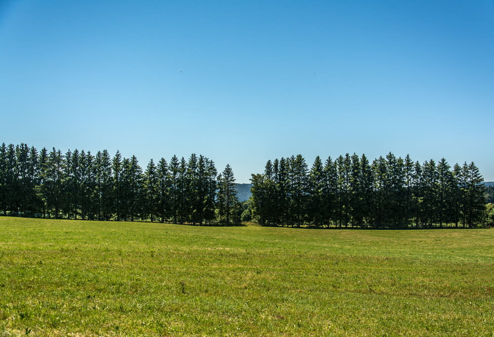 a large green field with trees in the background