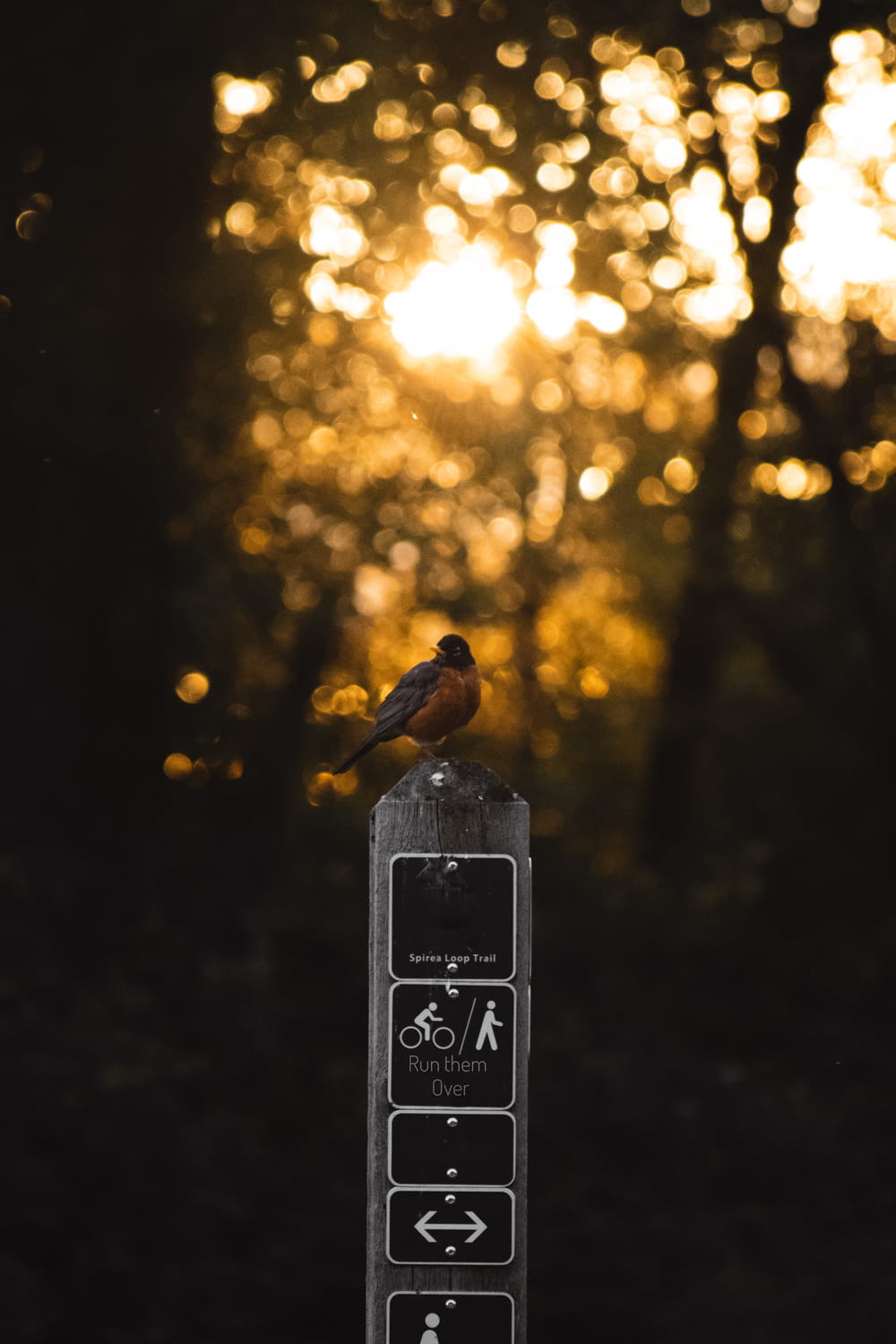 a bird on a parking meter