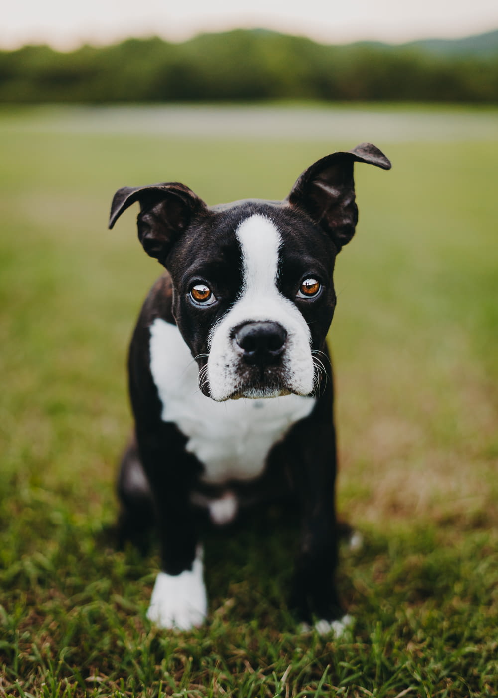 a black and white dog
