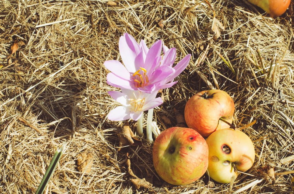 a flower and apples on the ground