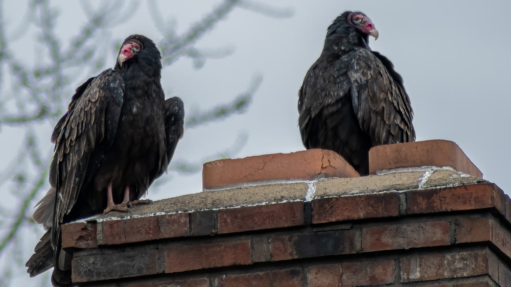 a couple of birds on a roof