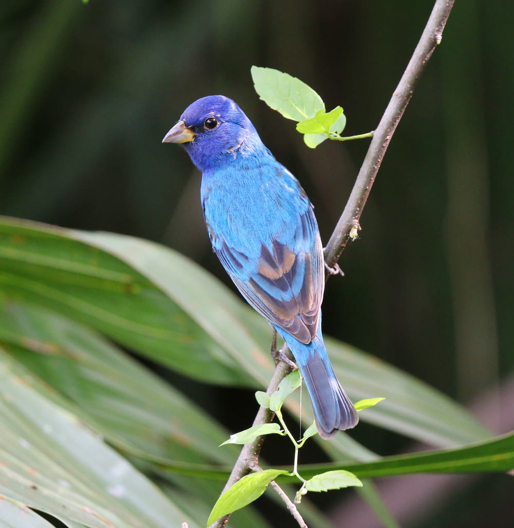 a blue bird on a branch