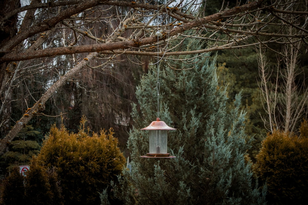 a bird feeder from a tree