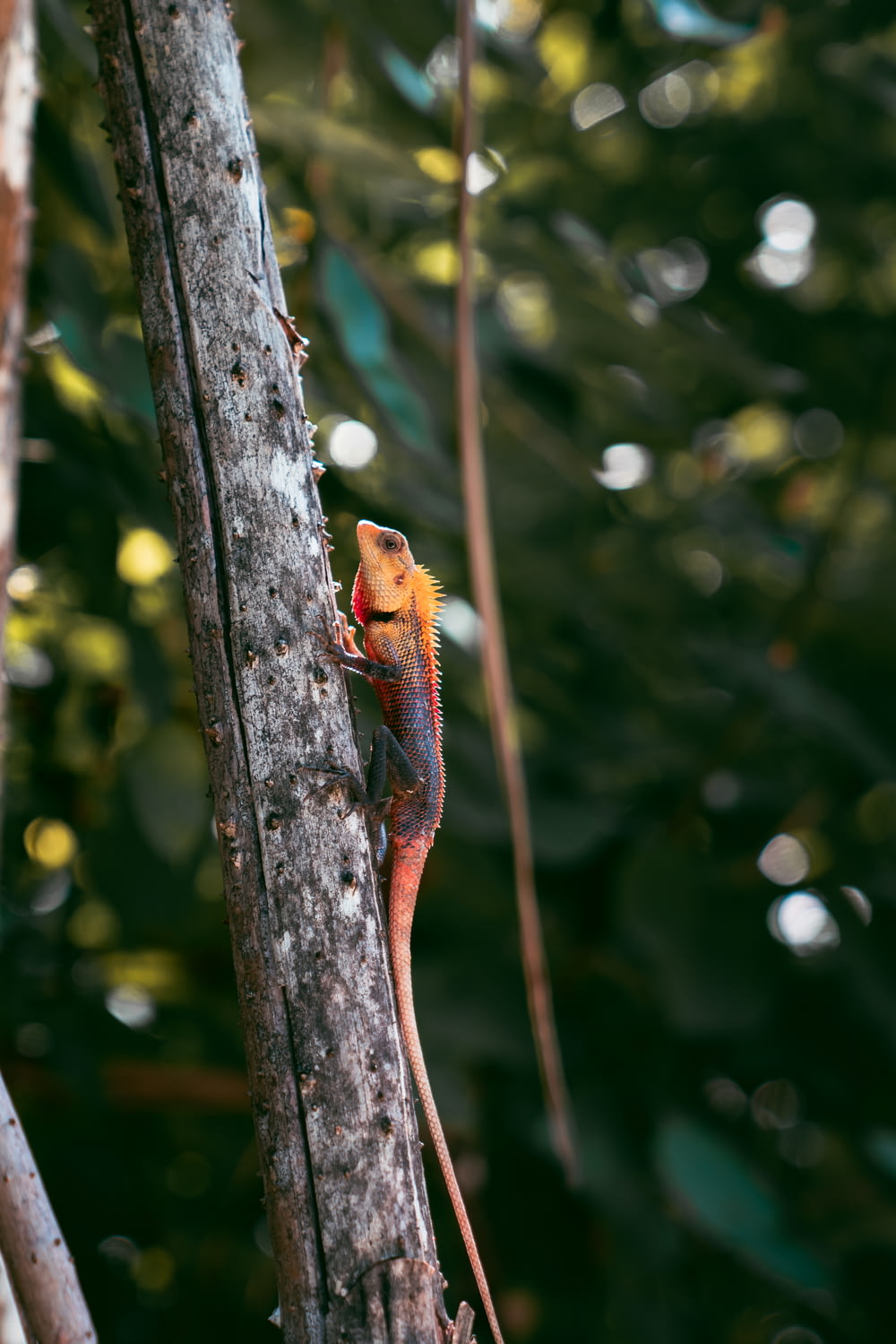 a small orange frog on a tree branch