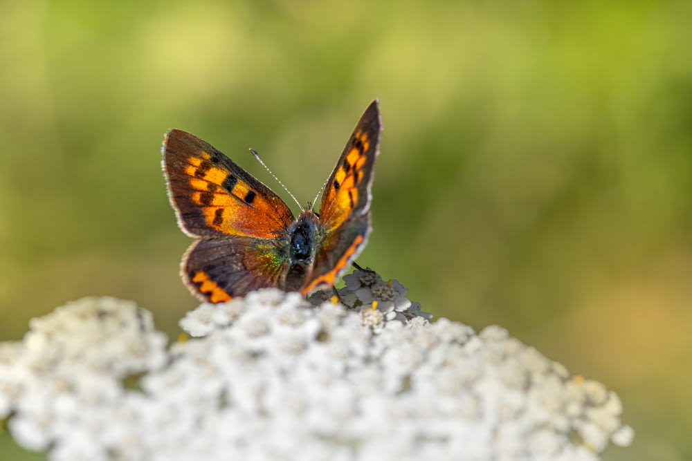 a butterfly on a rock
