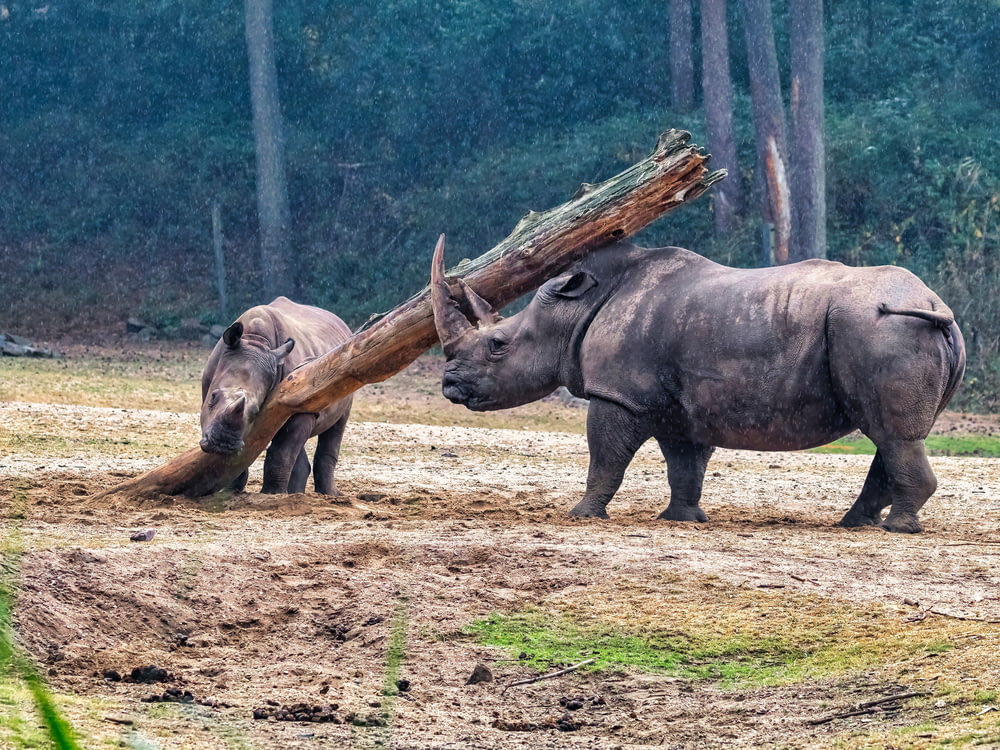 a group of rhinoceros in a dirt field