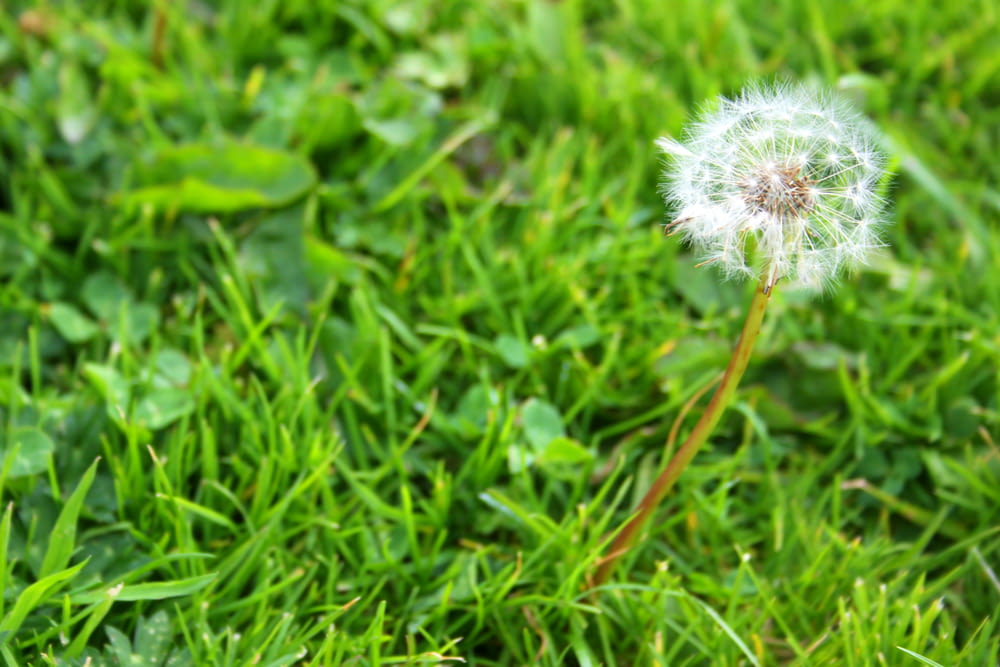 a dandelion flower in the grass