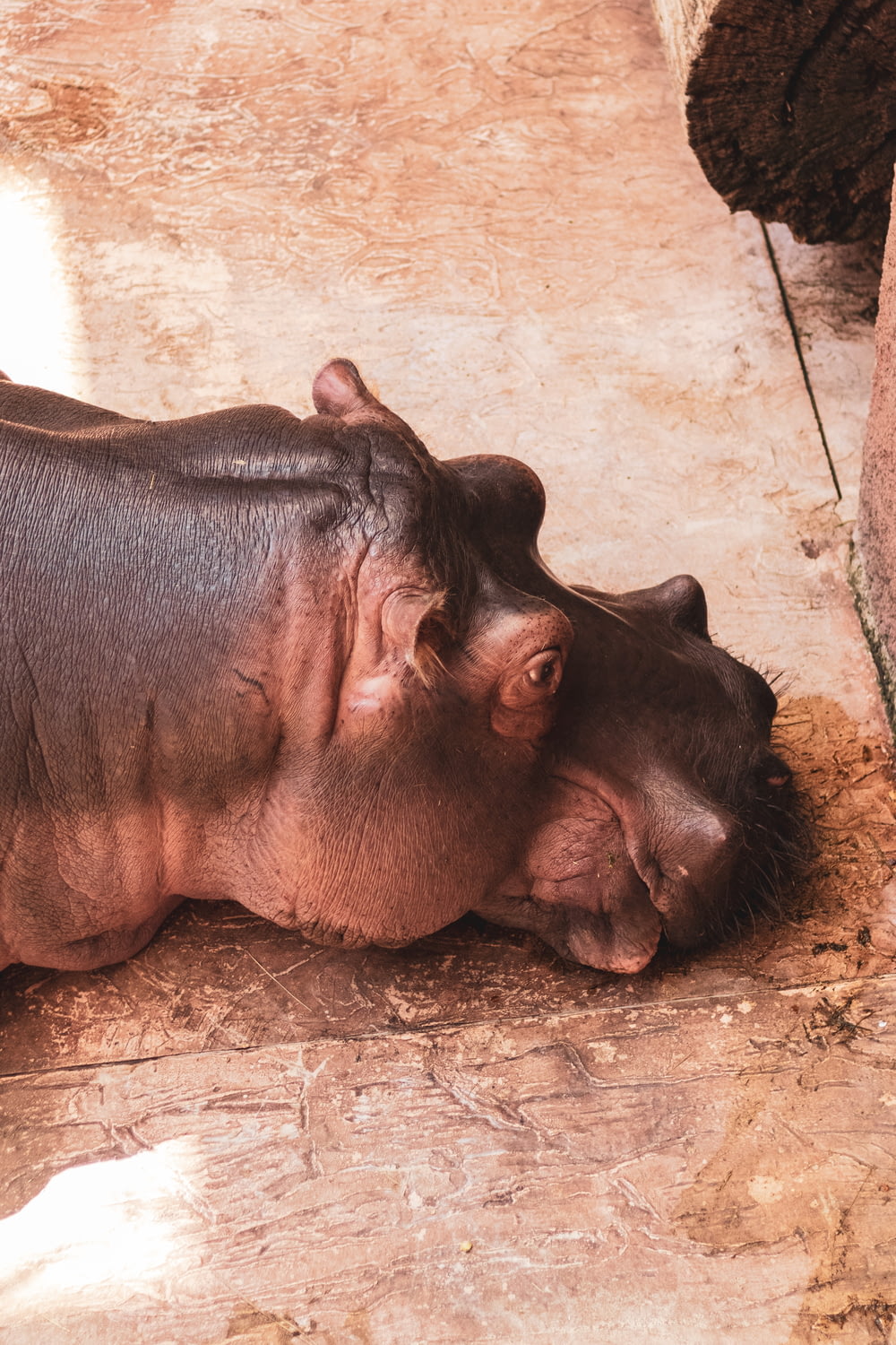 a couple of hippos lying on the ground